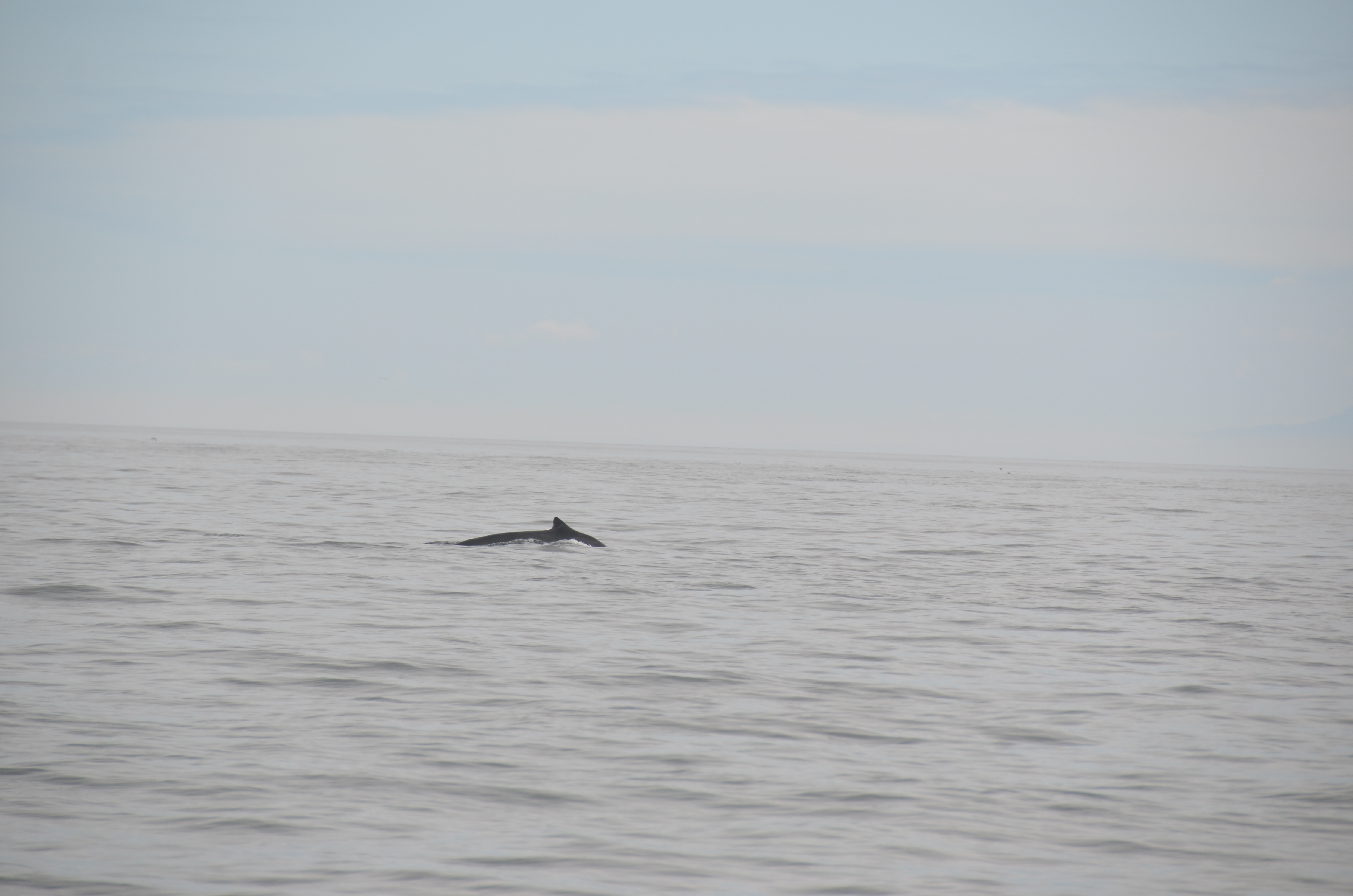photos/wildlife/Mammal_Species/Humpback Whale/DSC_0008.JPG